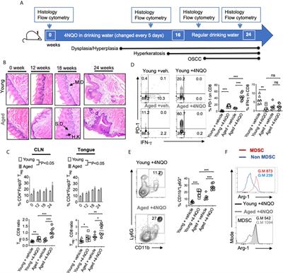 The Role of Dectin-1 Signaling in Altering Tumor Immune Microenvironment in the Context of Aging